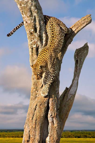Kenya