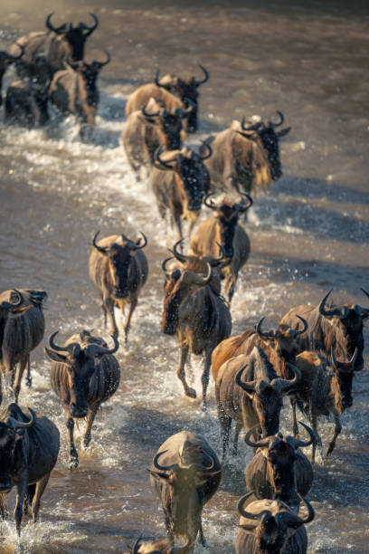 Tanzania