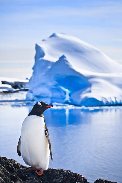 Antarctica